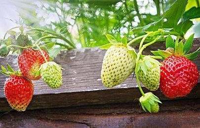 《战锤40K：行商浪人》伙伴预告 支持联机合作